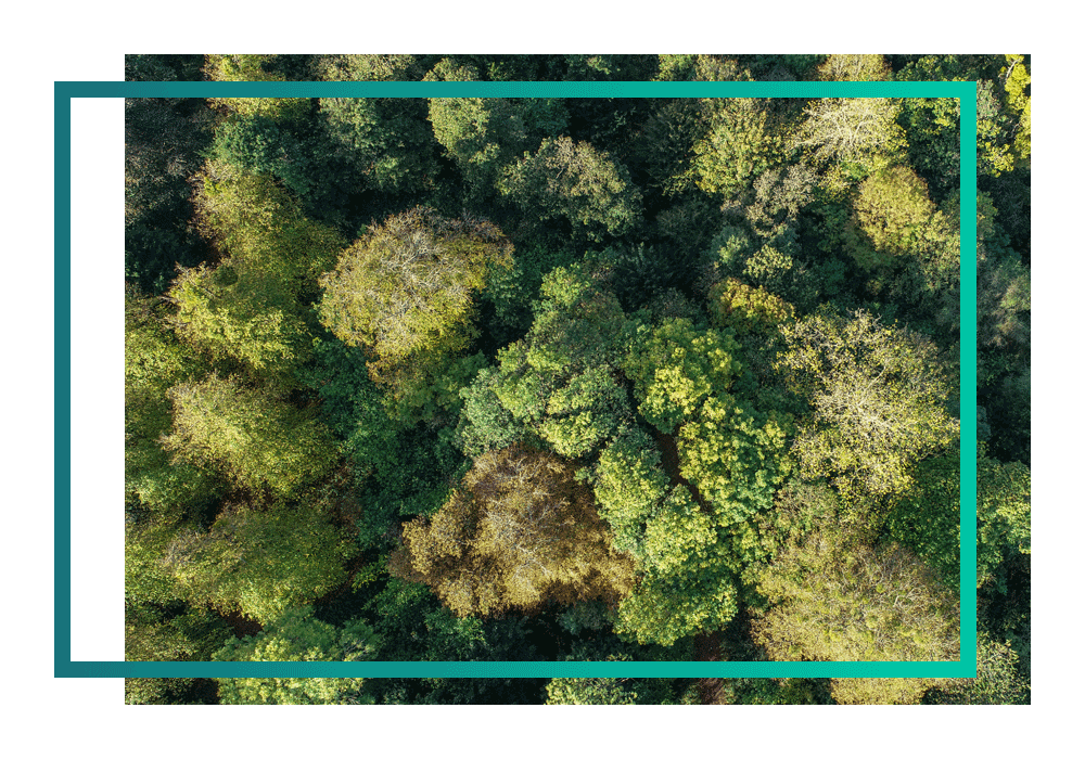 Overhead shot of forest