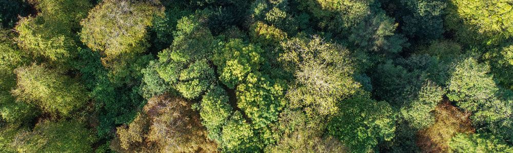 An aerial view of a forest to represent UKCloud's carbon negative solutions 